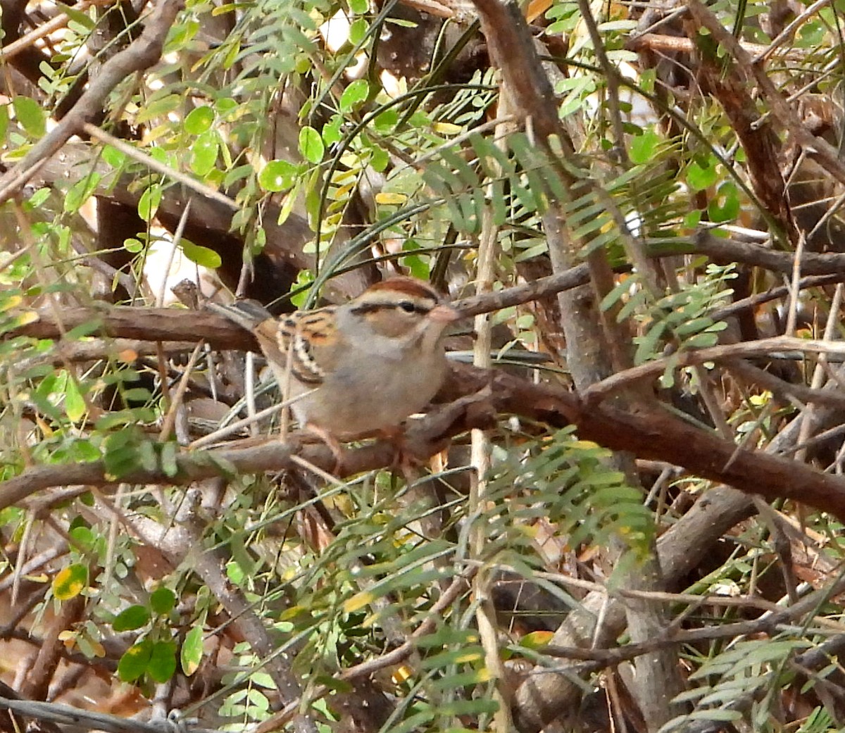 Chipping Sparrow - ML524481851