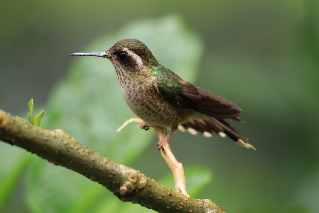 Speckled Hummingbird - Ryan Leys