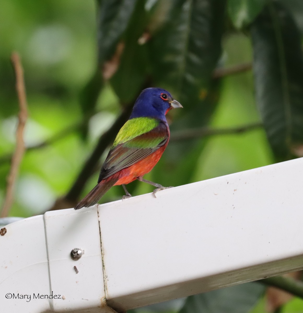 Painted Bunting - Mary Mendez