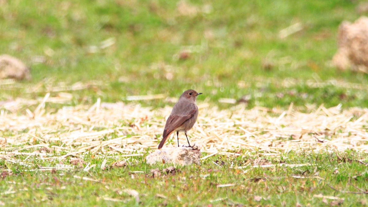 Black Redstart - ML524482401