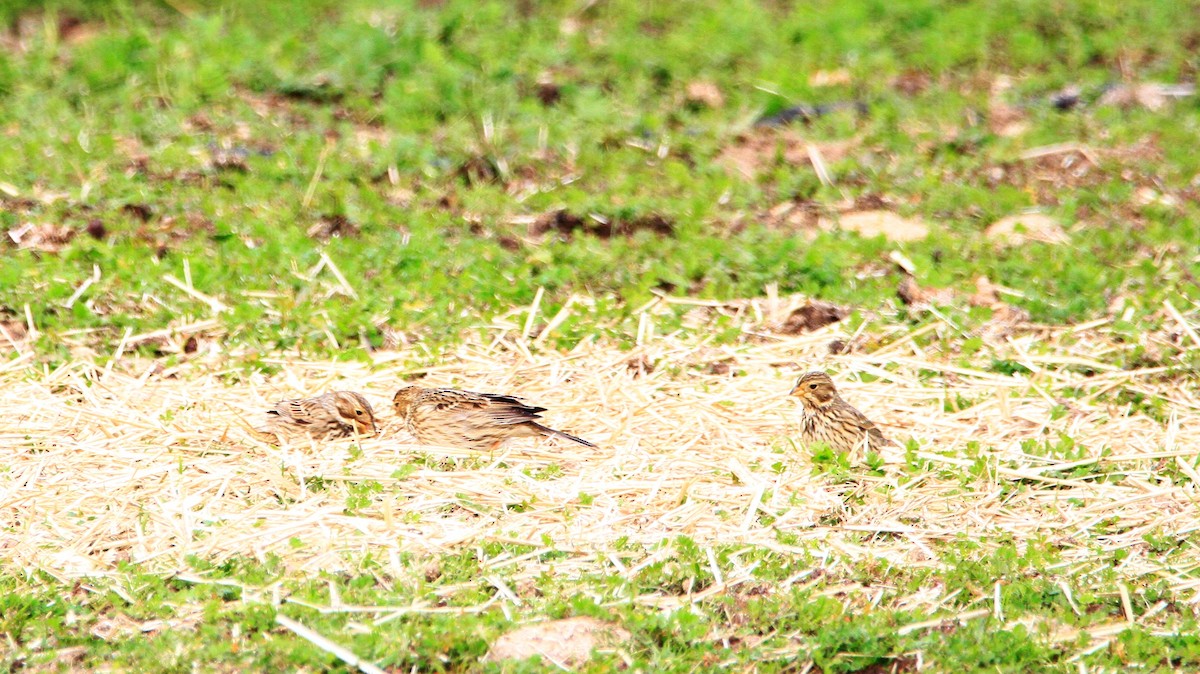 Corn Bunting - ML524482451