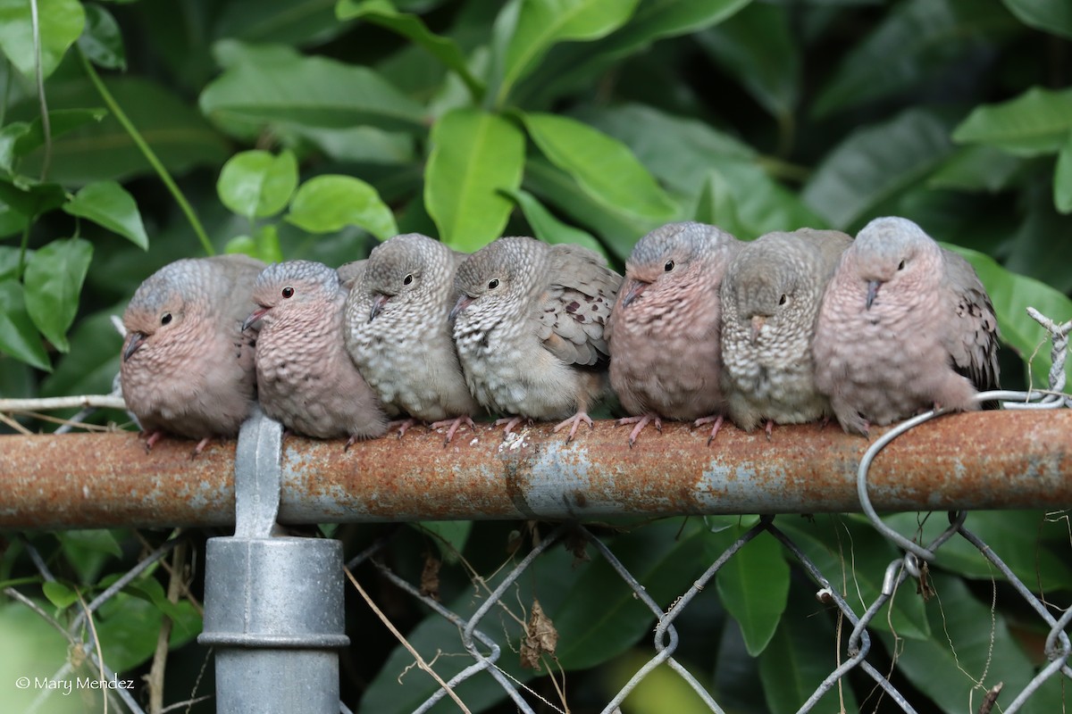 Common Ground Dove - Mary Mendez