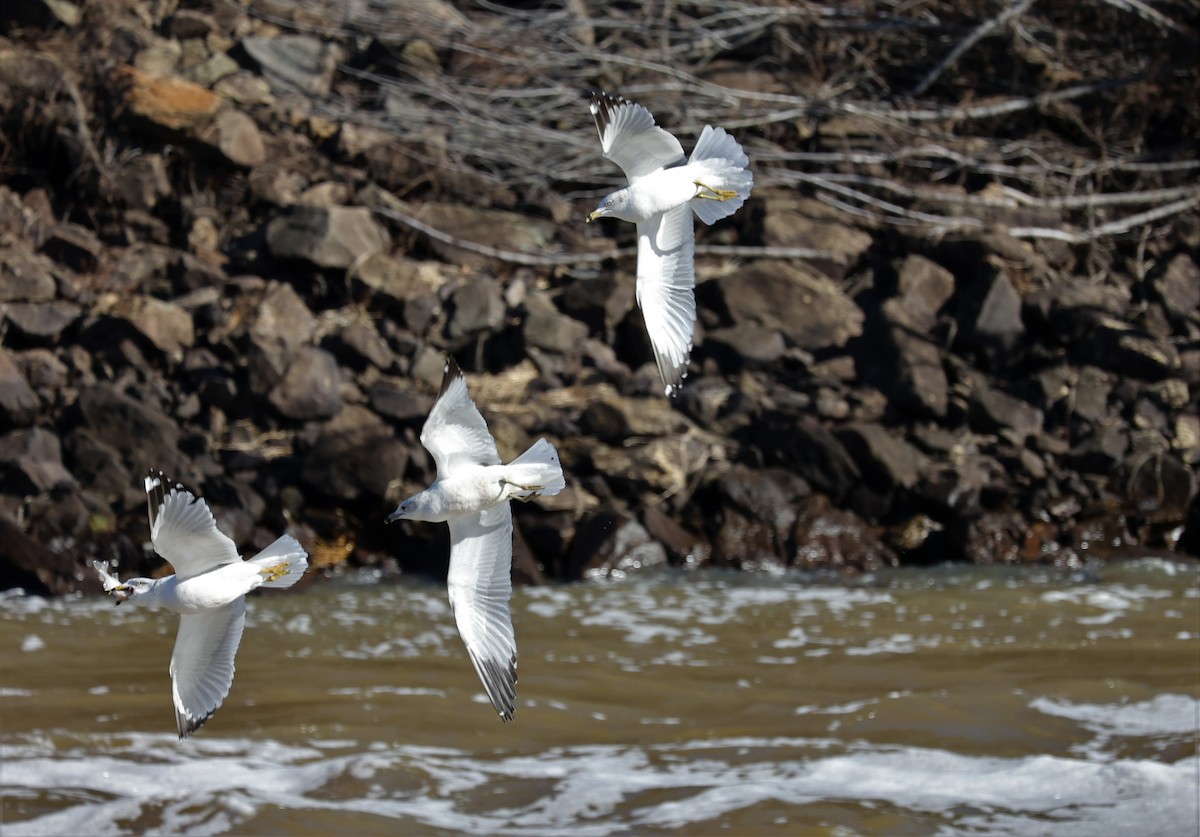 Ring-billed Gull - ML524482581