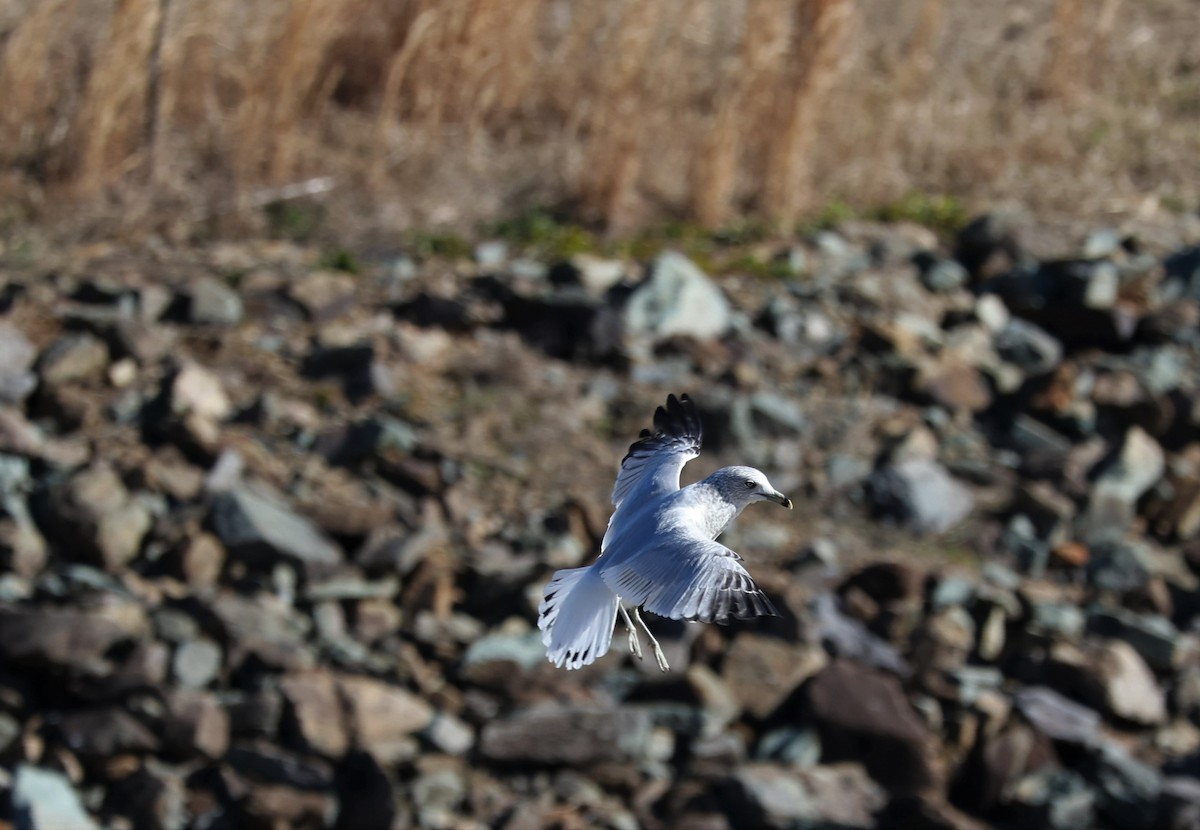 Ring-billed Gull - ML524482641