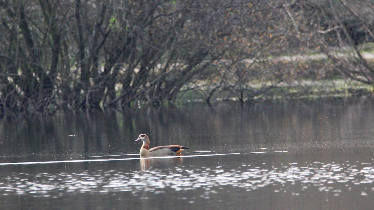 Egyptian Goose - ML524482901