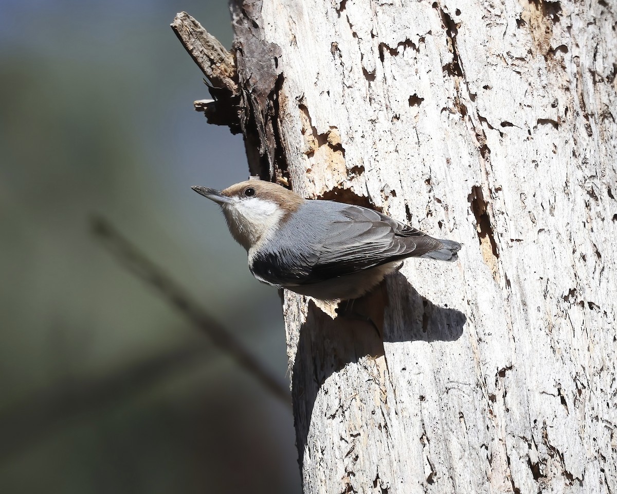 Brown-headed Nuthatch - ML524483061