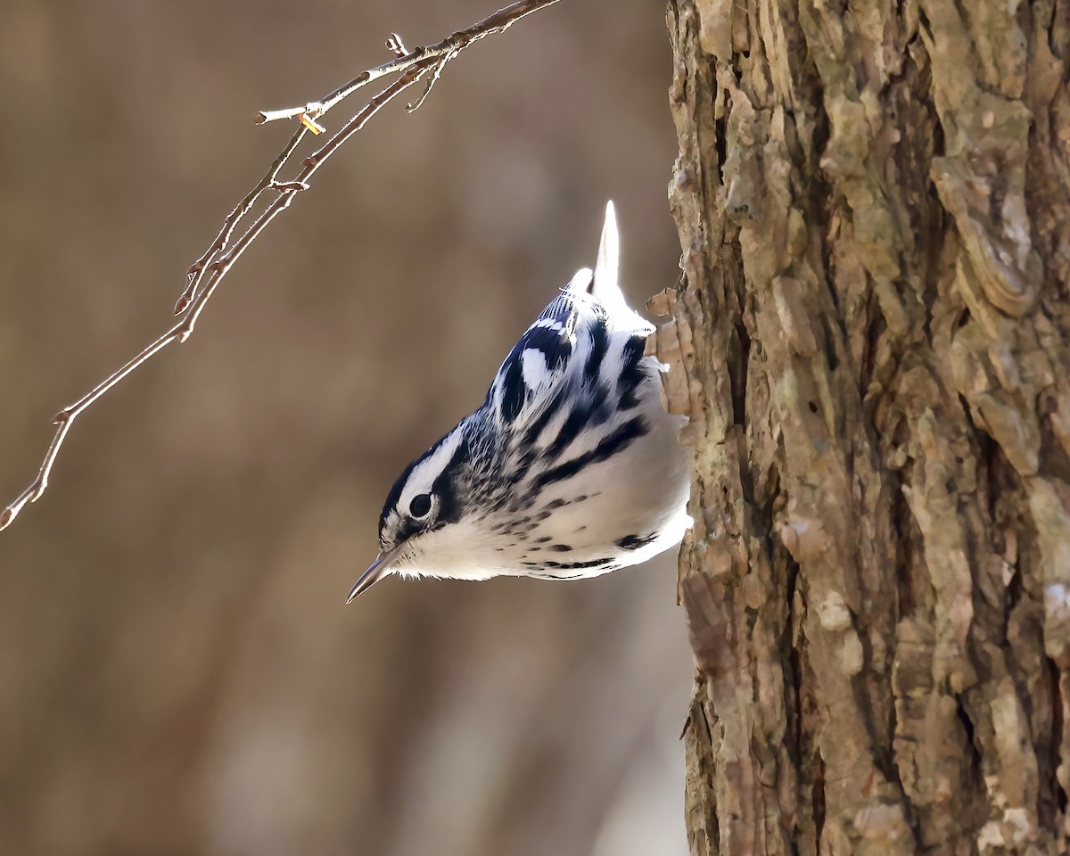 Black-and-white Warbler - ML524483181