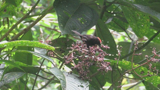 Flame-crested Tanager (Flame-crested) - ML524483621