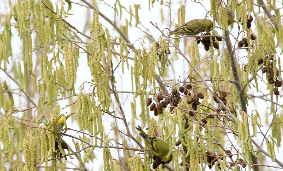 Eurasian Siskin - ML524483661