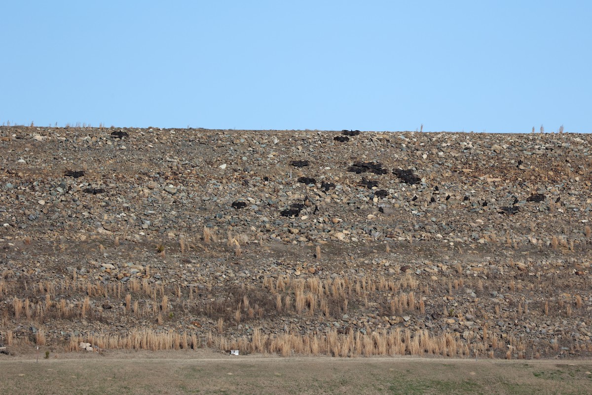 Turkey Vulture - ML524483691