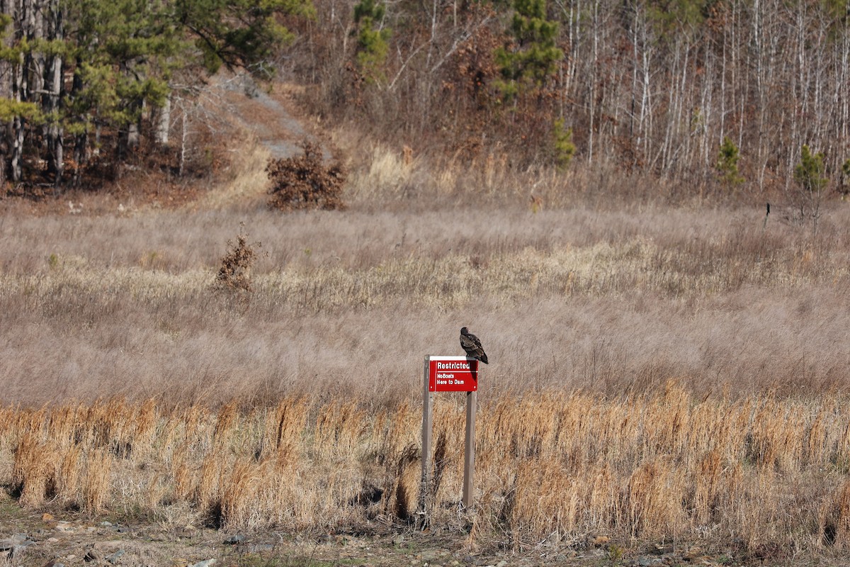 Turkey Vulture - ML524483751