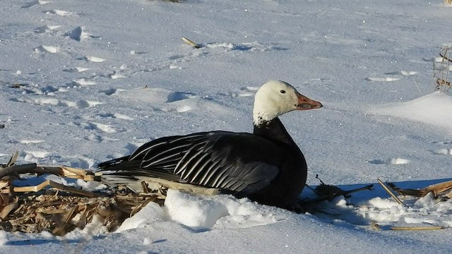 Snow Goose - ML524485361