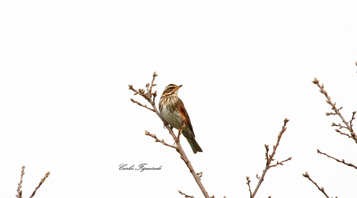 Redwing - ML524485571