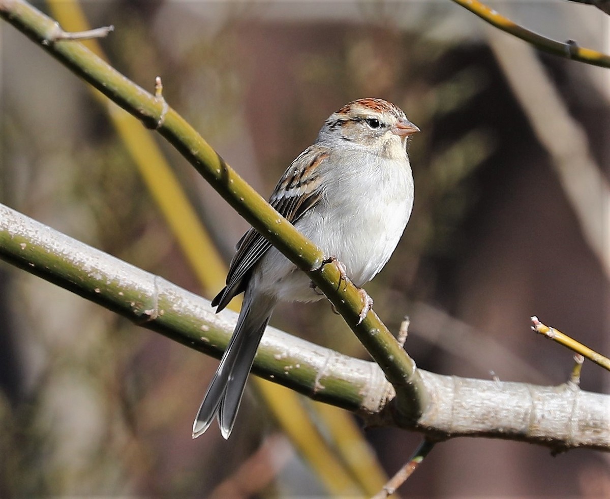 Chipping Sparrow - Rob Van Epps