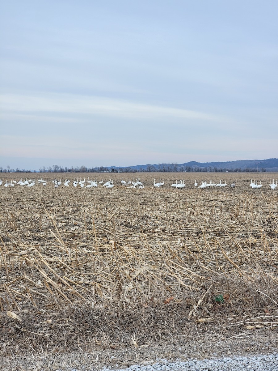 labuť trubač - ML524485971