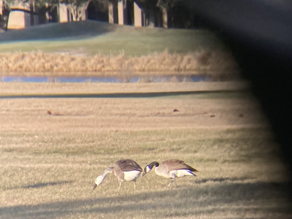 Snow x Canada Goose (hybrid) - ML524486281