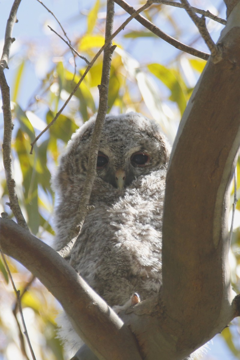 Tawny Owl - ML524486451