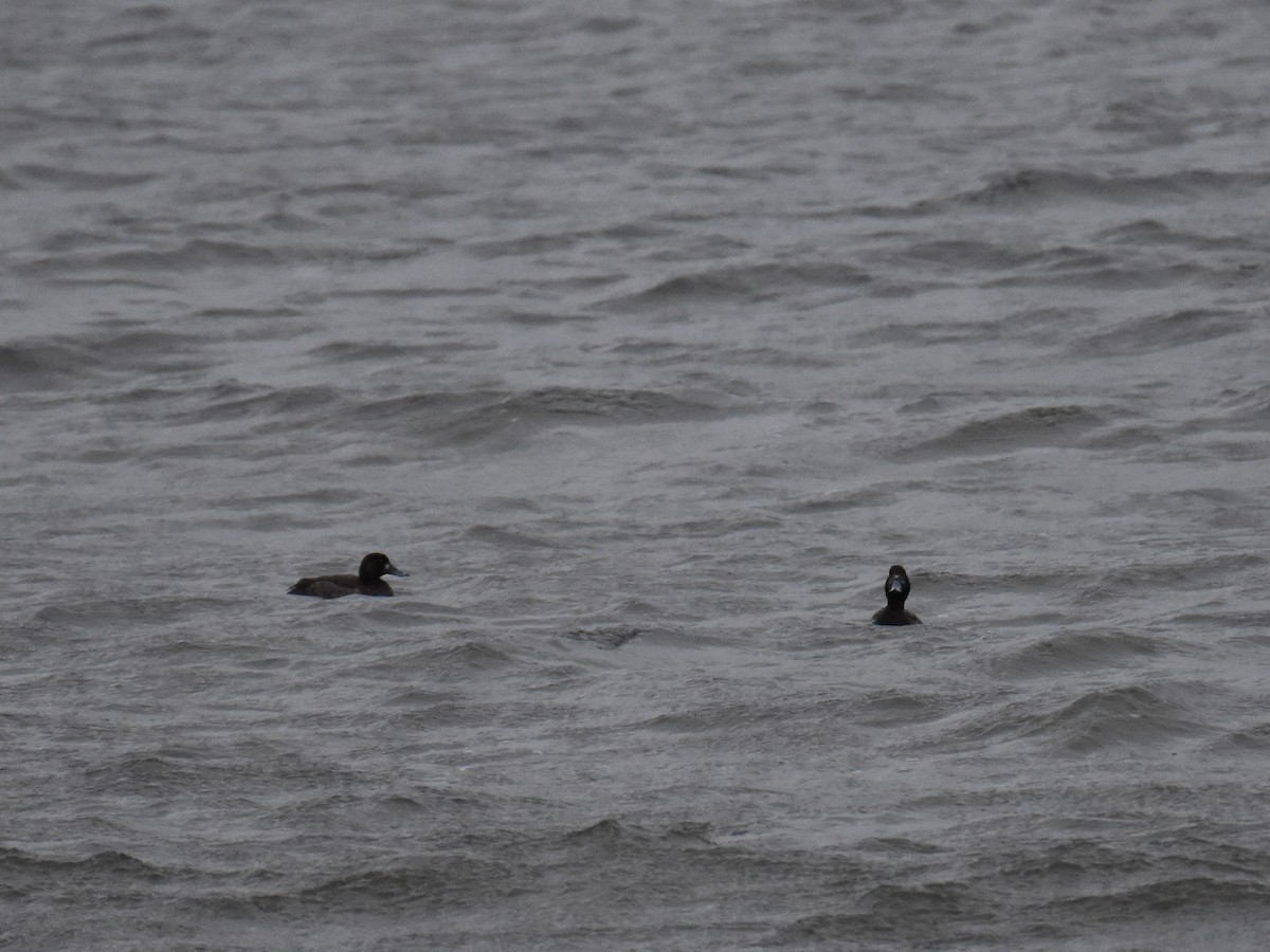 Greater Scaup - ML524486541