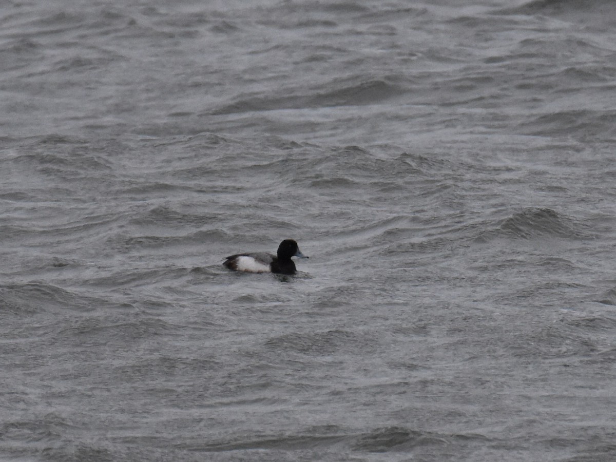 Greater Scaup - ML524486551