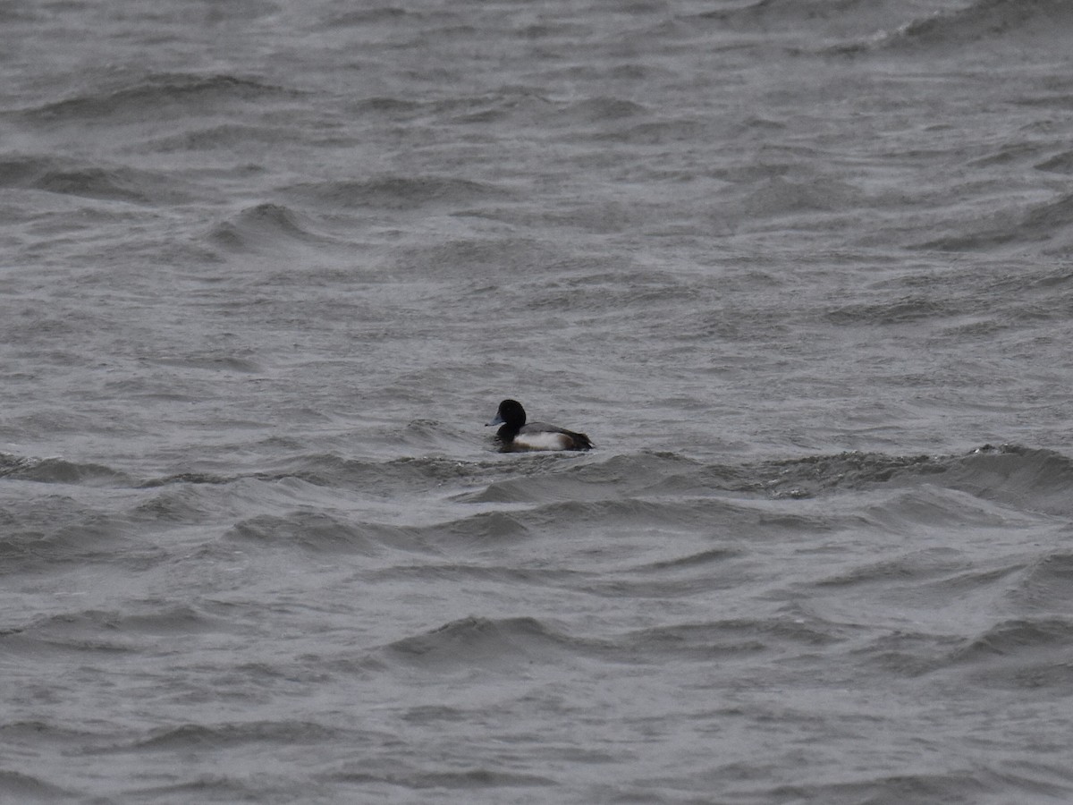 Greater Scaup - ML524486561