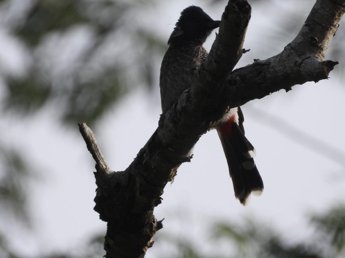 Red-vented Bulbul - ML524487671