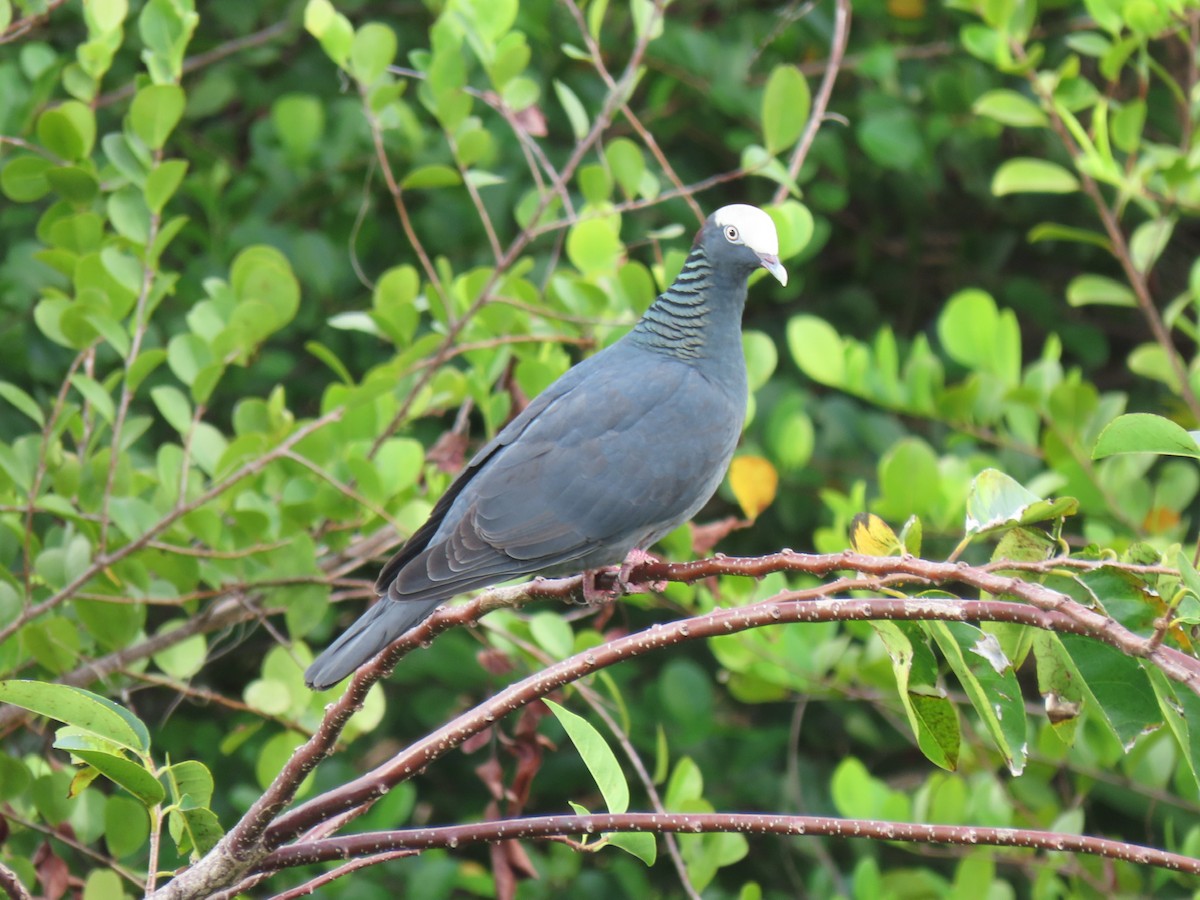 Pigeon à couronne blanche - ML524488301