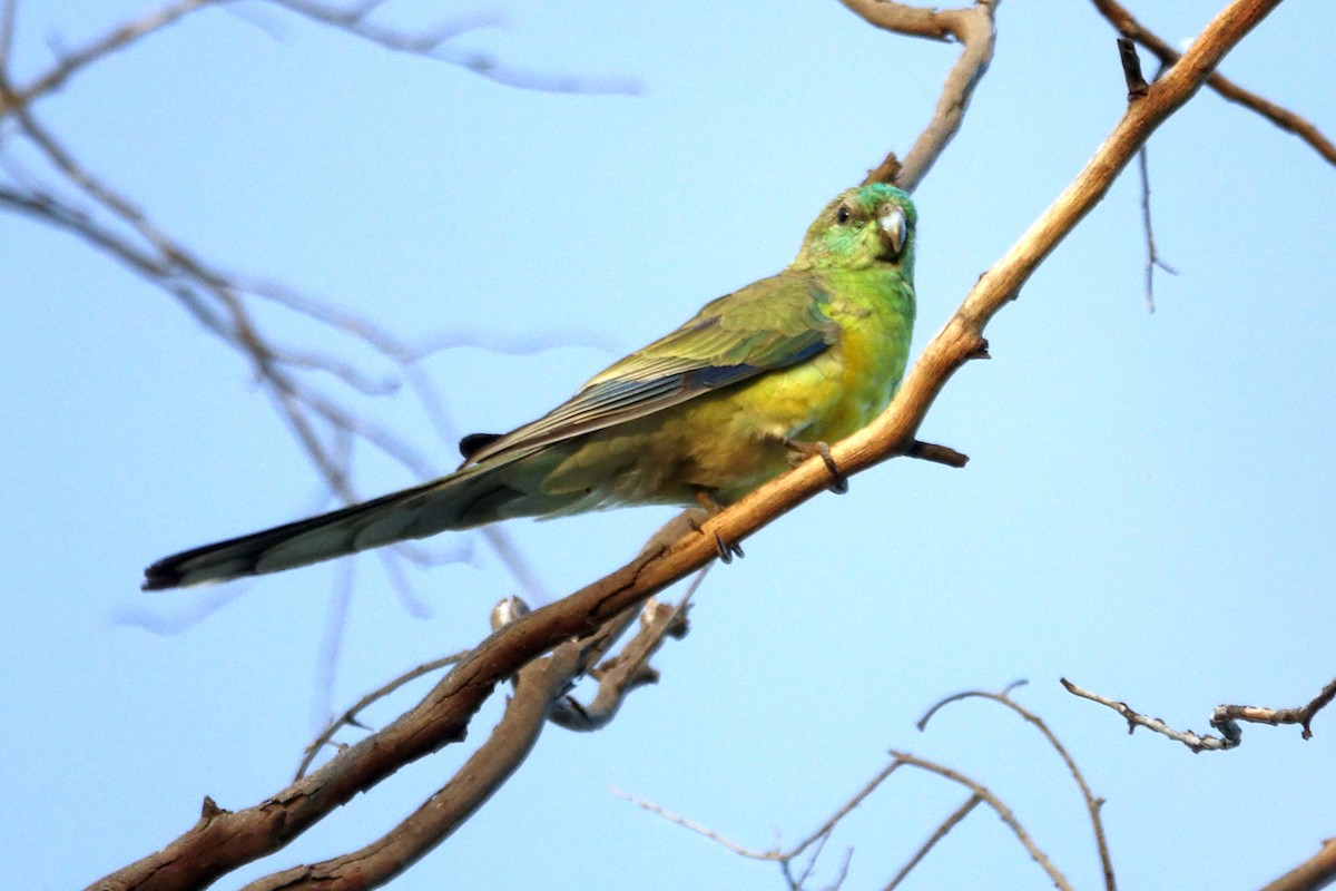 Red-rumped Parrot - ML524489011