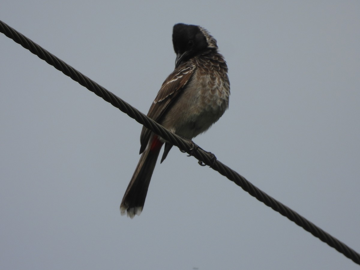 Red-vented Bulbul - ML524489091