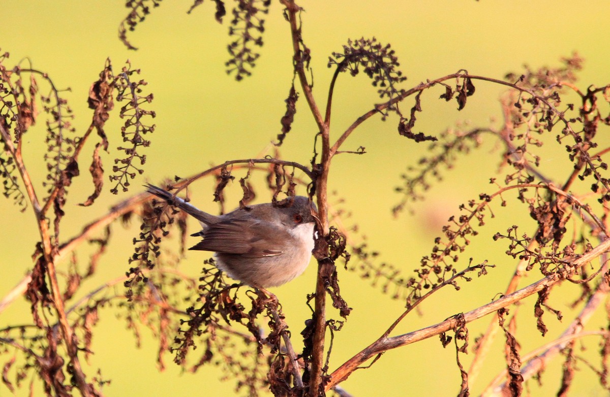 Sardinian Warbler - ML524489541