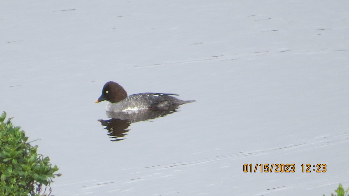 Common Goldeneye - ML524490421