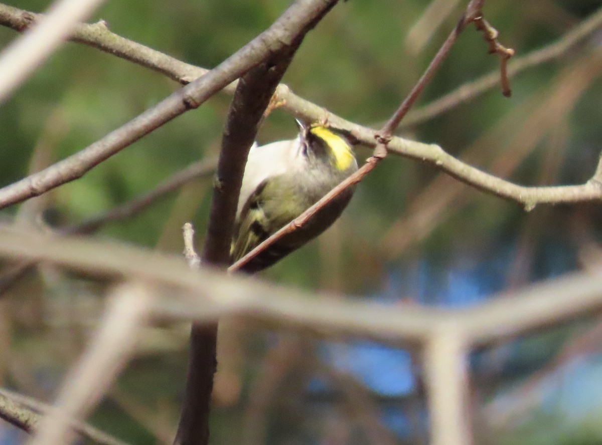 Golden-crowned Kinglet - ML524490491