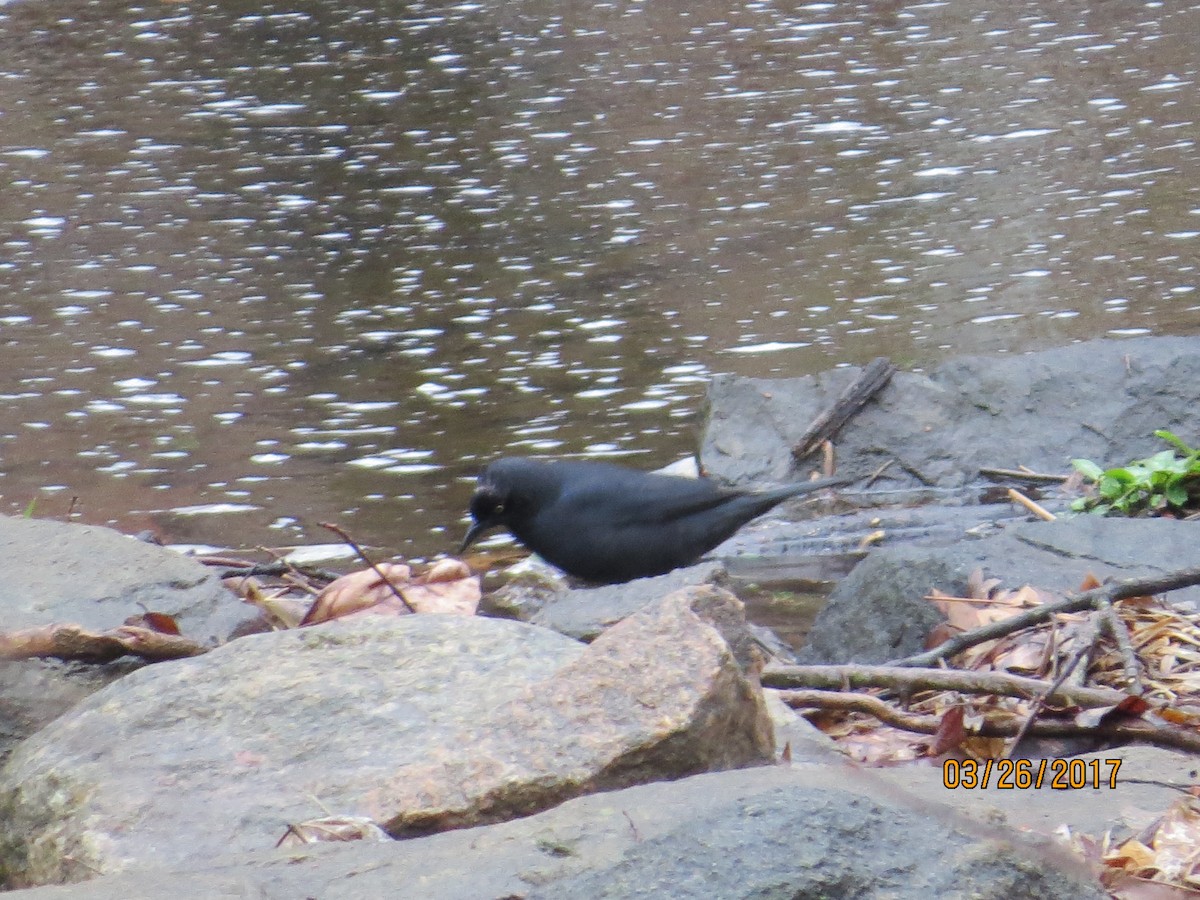 Rusty Blackbird - ML52449121