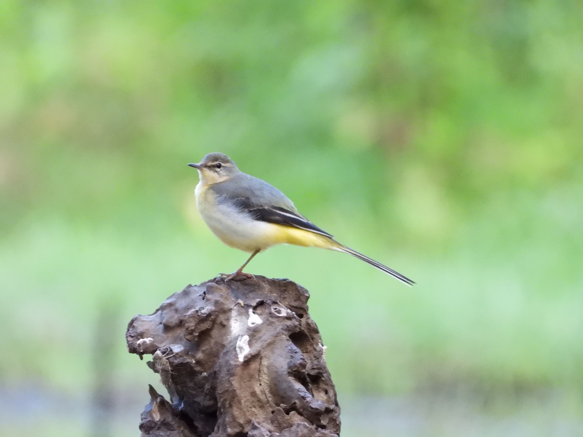 Gray Wagtail - ML524491461