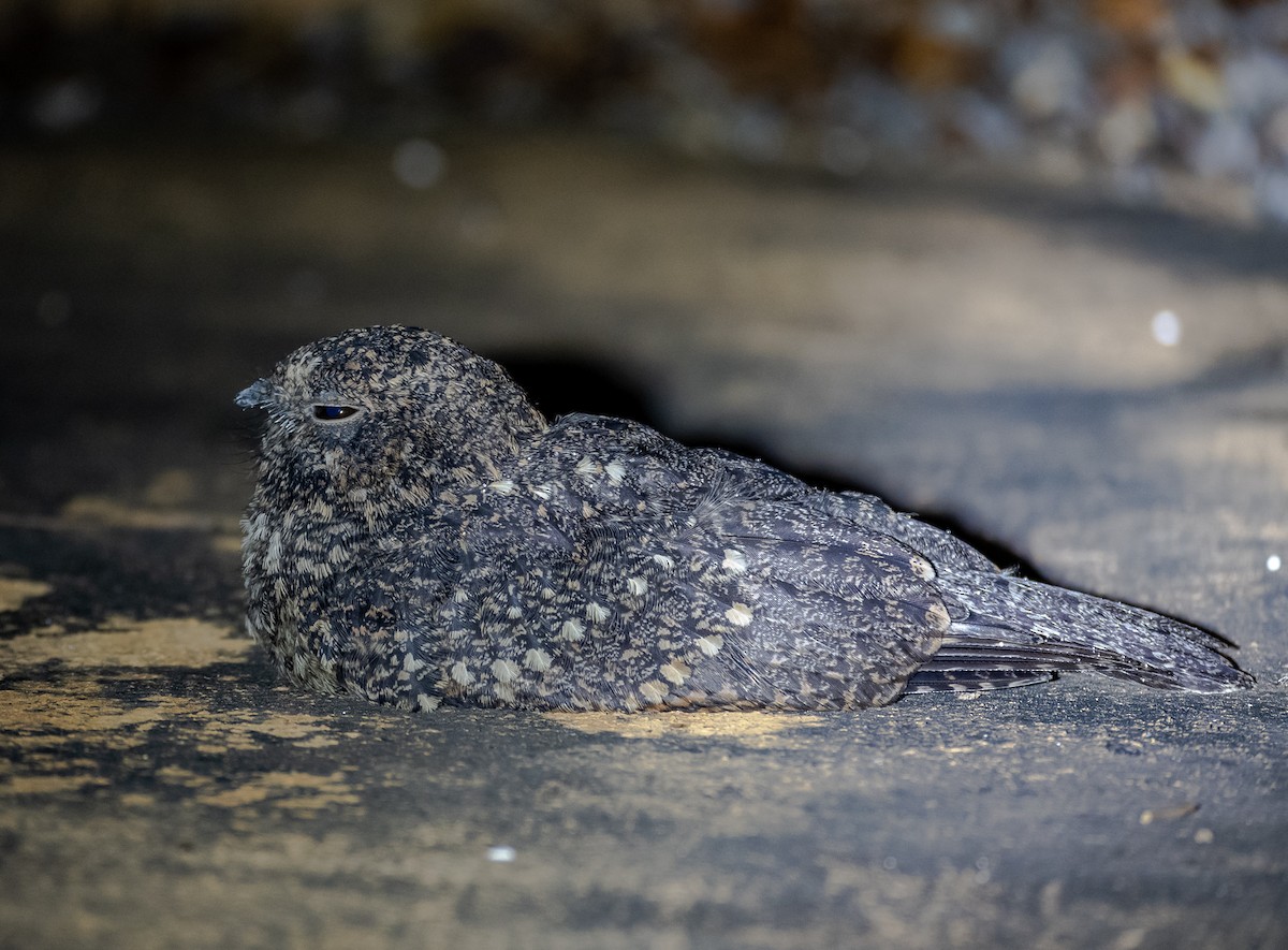 Freckled Nightjar - ML524494911