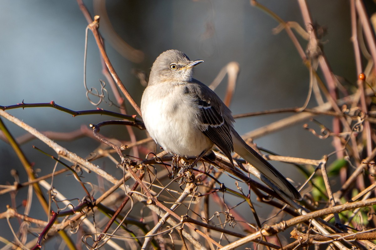 Northern Mockingbird - ML524495271