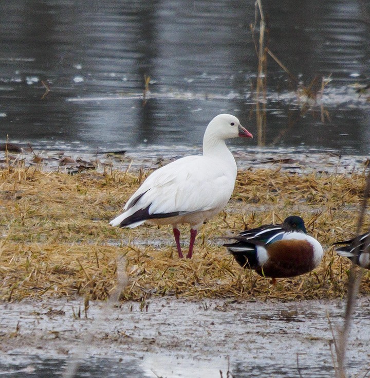 Ross's Goose - Mike Bailey