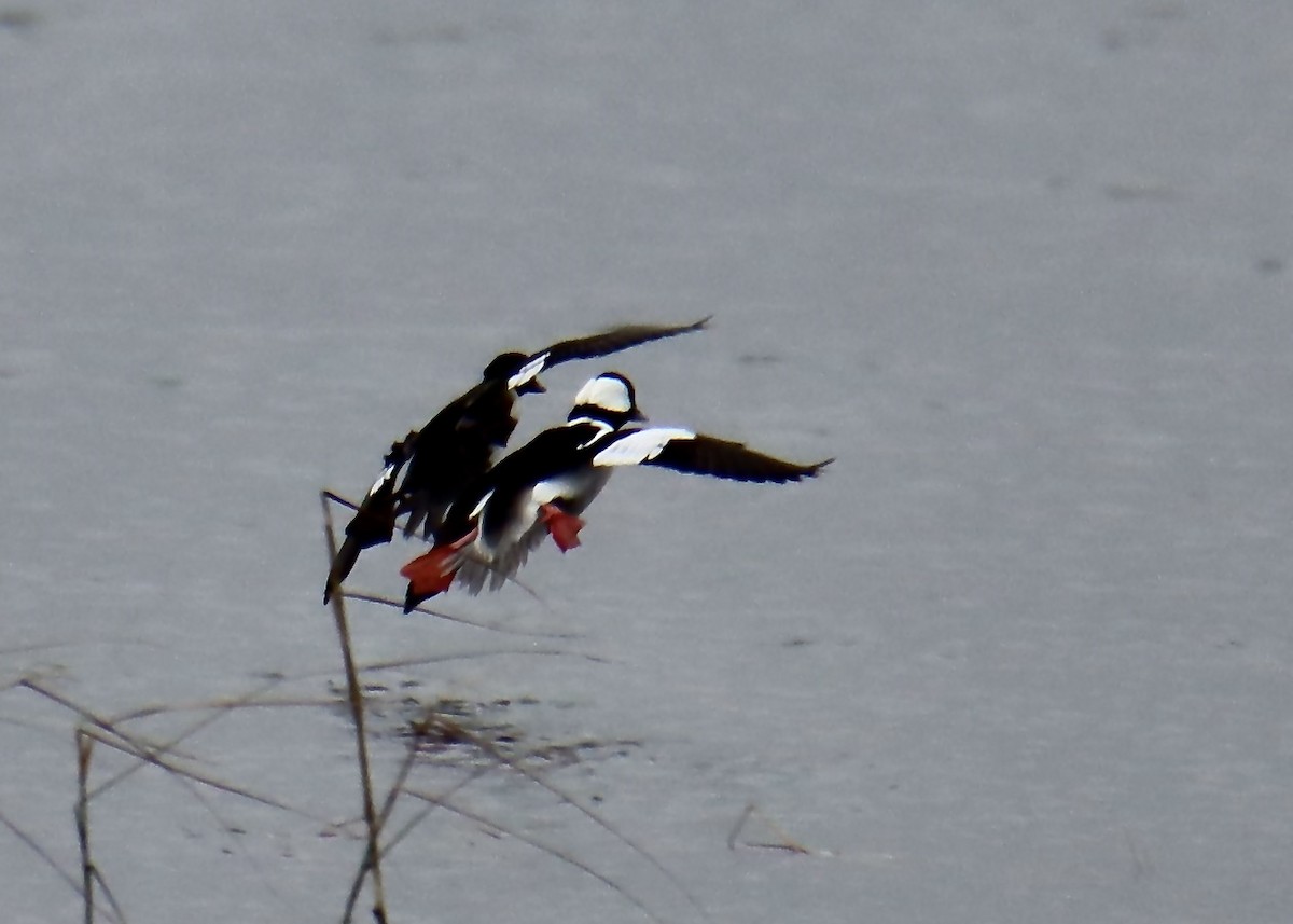 Bufflehead - Brenda  Beard