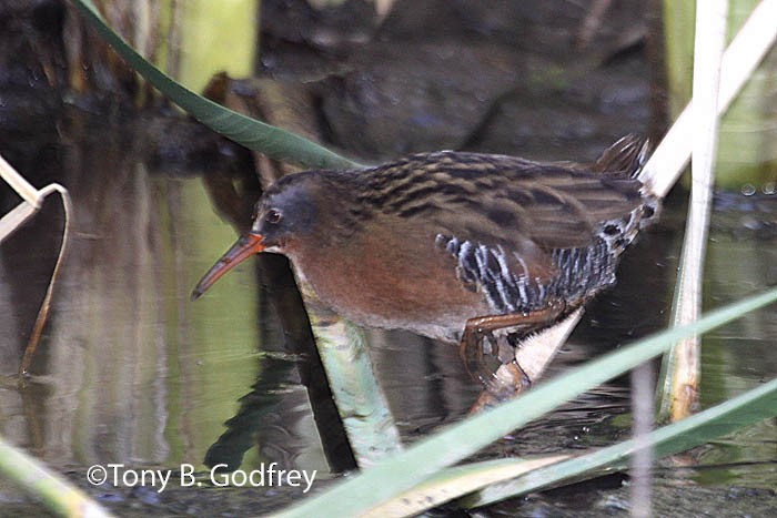 Virginia Rail - ML52449691