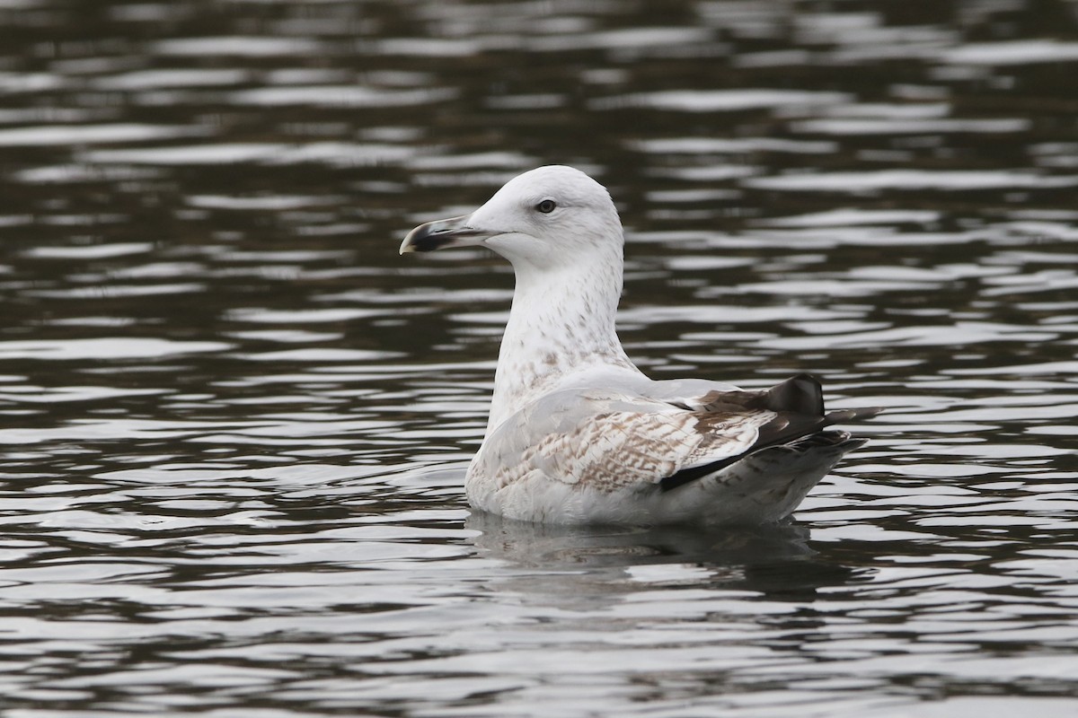 Caspian Gull - ML524497251