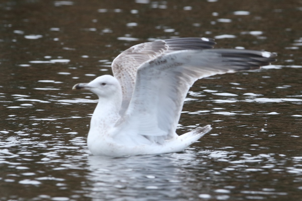 Caspian Gull - Richard Bonser