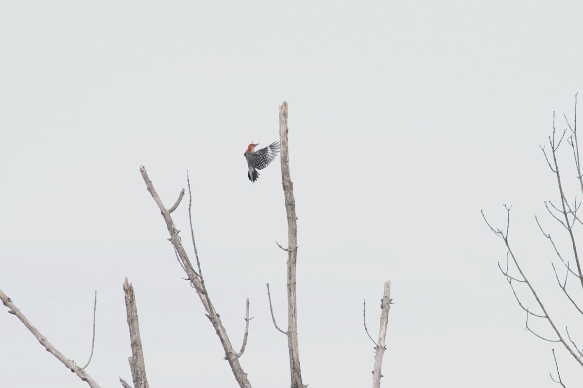 Red-bellied Woodpecker - Max Epstein
