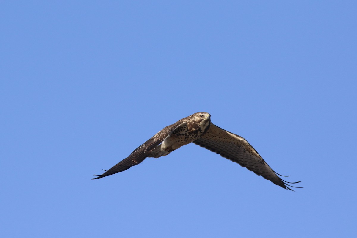 Swainson's Hawk - ML524499311