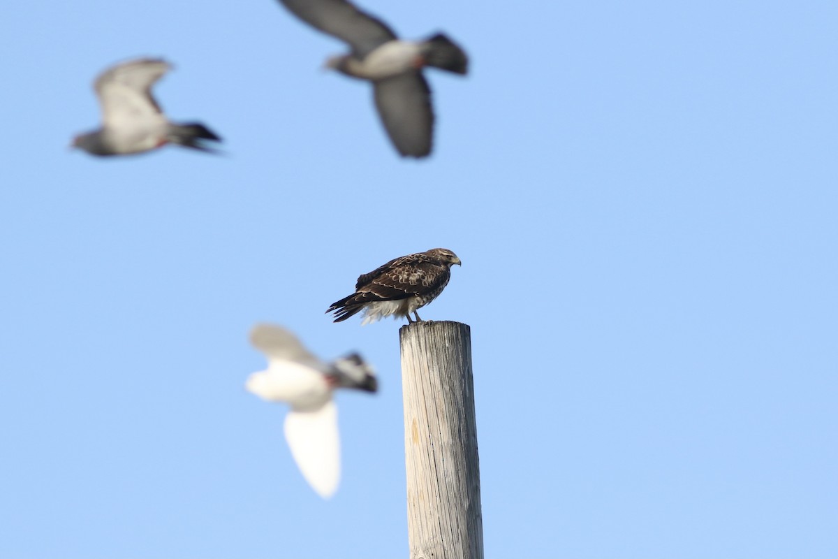 Swainson's Hawk - ML524499341