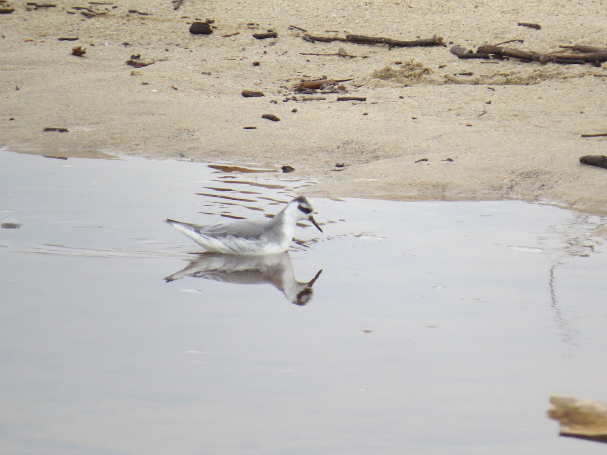 polarsvømmesnipe - ML524499751