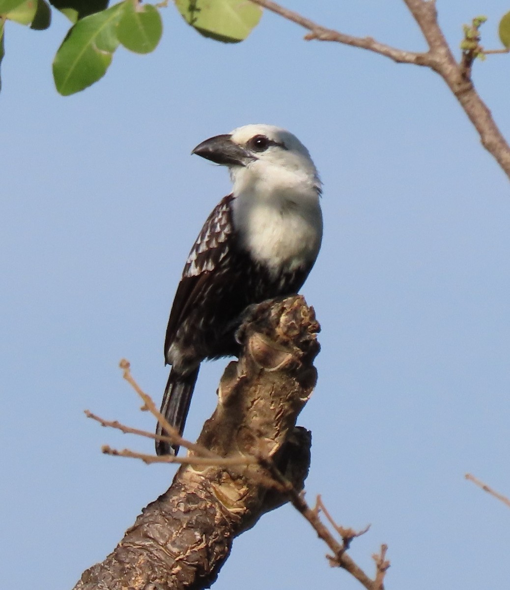 White-headed Barbet - ML524500811