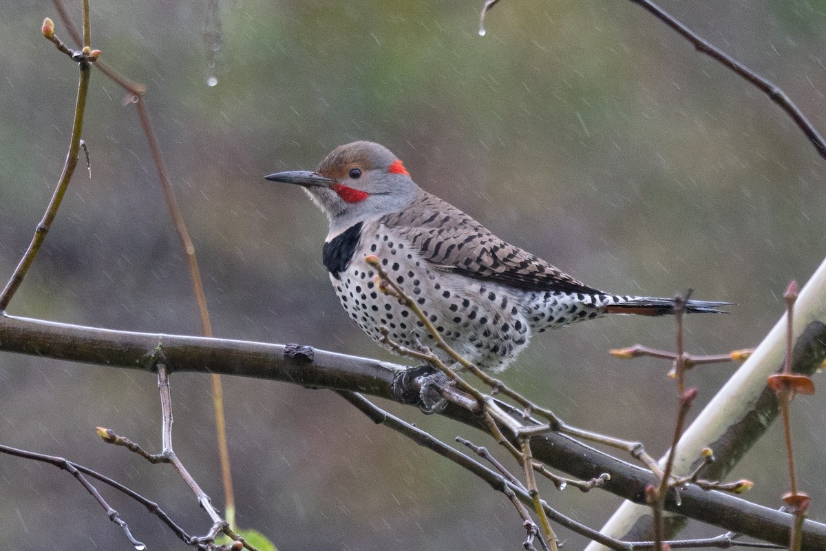 Northern Flicker (Yellow-shafted x Red-shafted) - Loni Ye