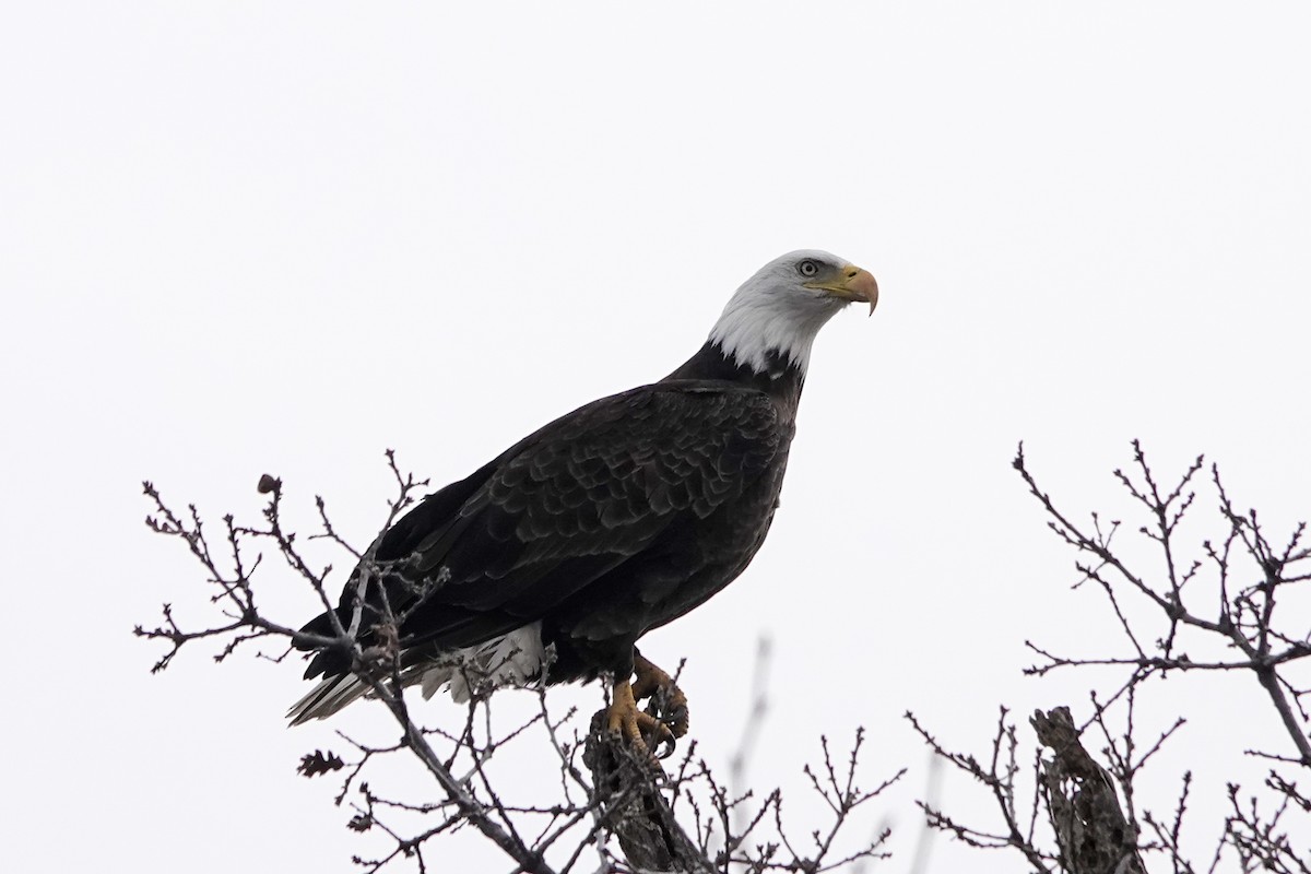 Ak Başlı Kartal - ML524502301