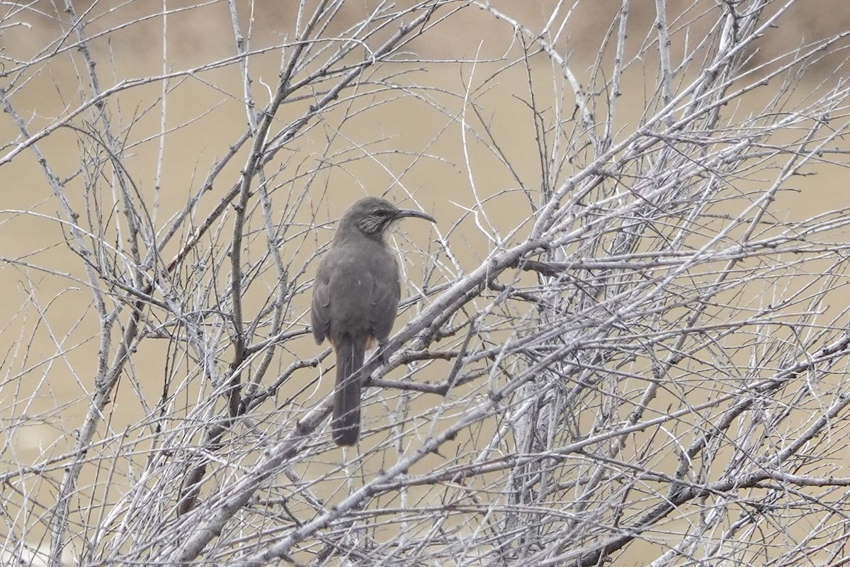 California Thrasher - Isabelle Reddy