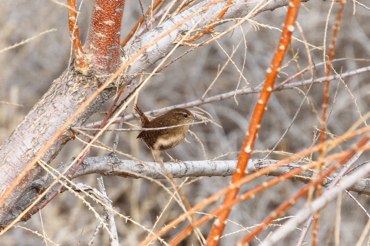 Pacific Wren - ML524502541