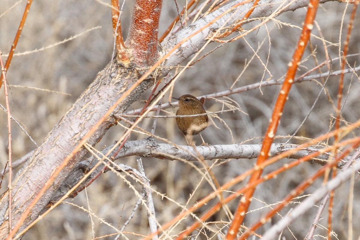 Pacific Wren - ML524502551